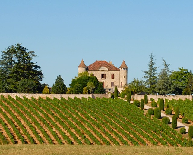 vineyard-France-Bordeaux