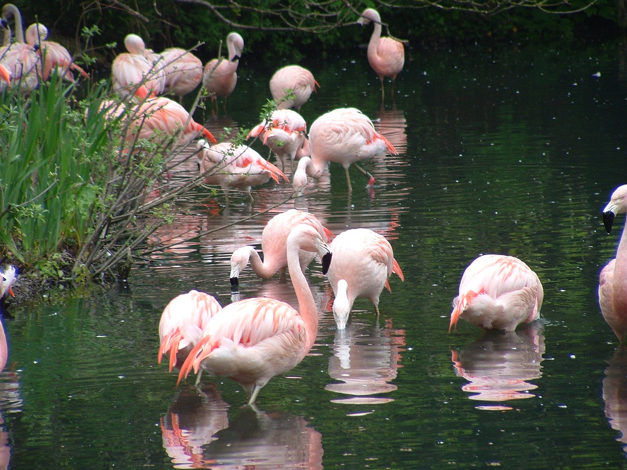 flamingos-Dublin-Zoo