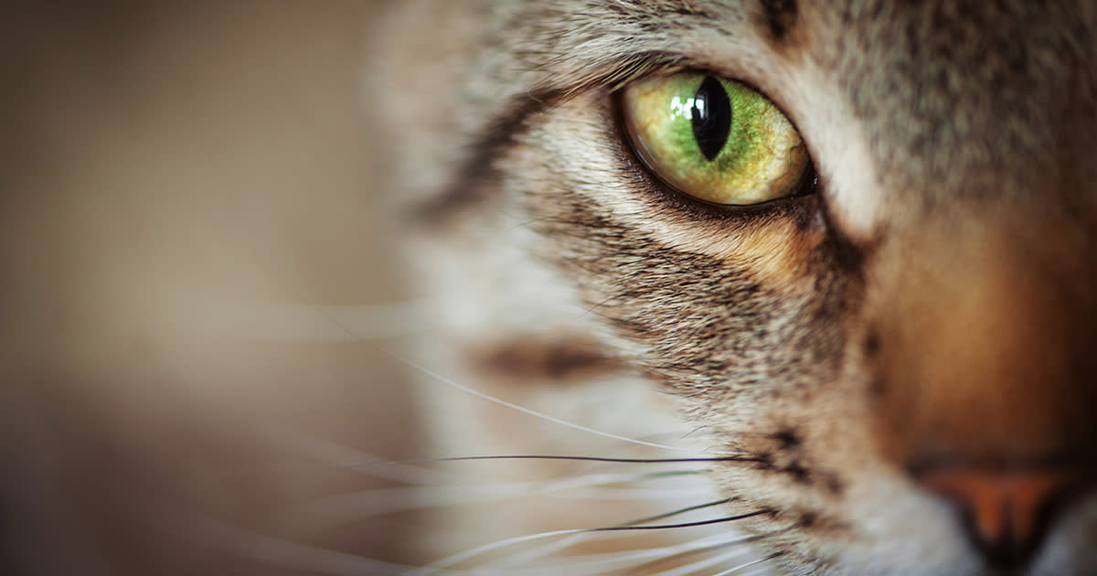 VWS publishes OpenKAT vulnerability scanning tool as open-source ...