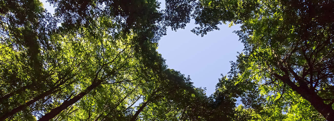 Boomtoppen van onderaf gefotografeerd met een hartvormige doorkijk naar een blauwe lucht.