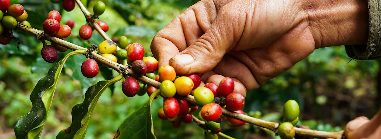 Picking coffee