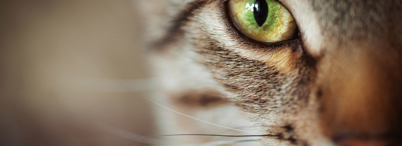 Close-up of a cat's head