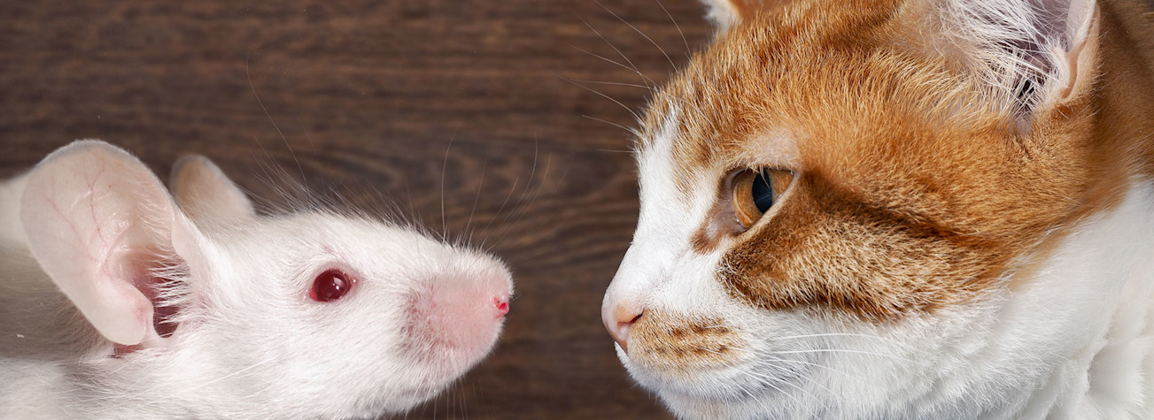 Close-up of the heads of a cat and a mouse looking straight into each other's eyes.