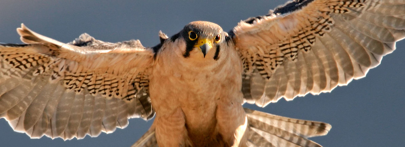 Valk met gespreide vleugels
