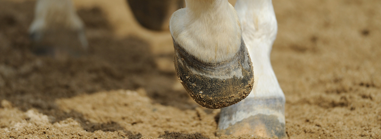 Close-up of horse hooves