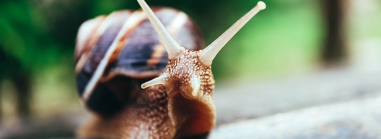 Close-up of a snail in a natural environment