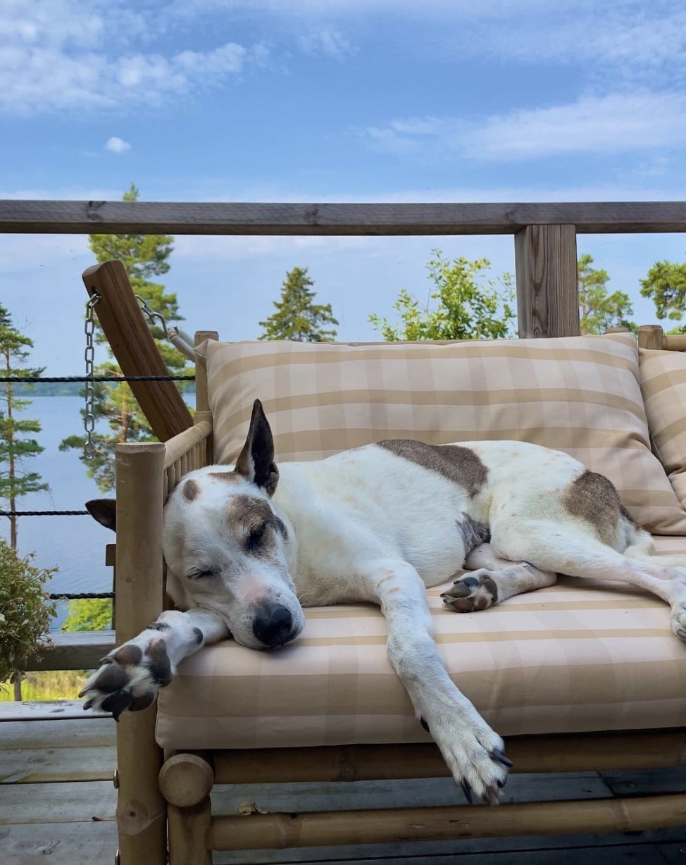 Yoga-Girl-Podcast-Rachel-Laika-Dog-Love-Image