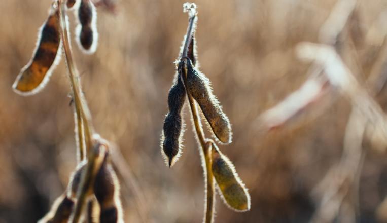 soy-bean-wild-plant-pod.jpg