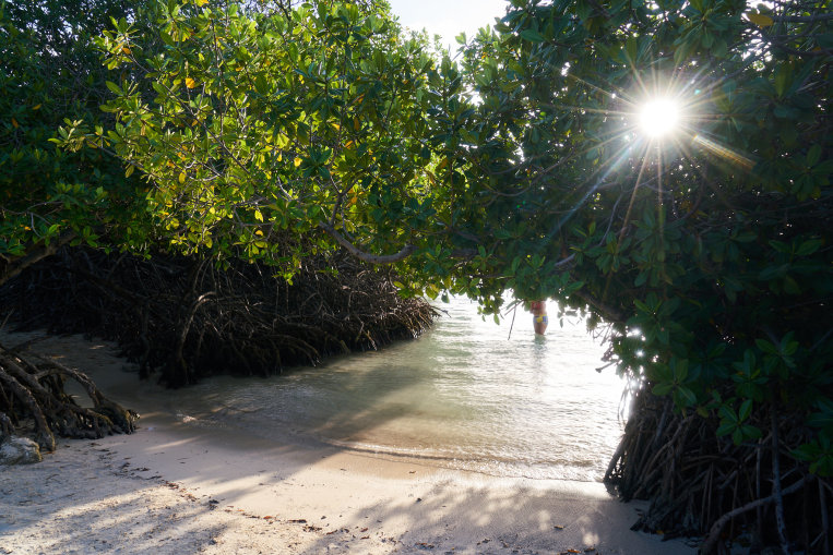 aruba-trees-beach-sunlight-shade.jpg