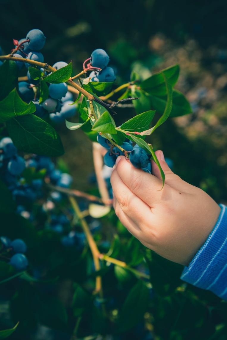 child-hand-picking-blueberry.jpg