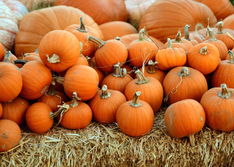 pumpkins-pile-autumn-orange.jpg