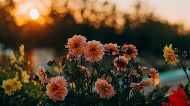 flowers-sunset-garden.jpg