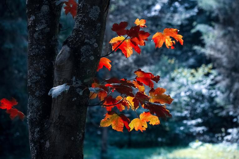 tree-fall-red-orange-leaves.jpg