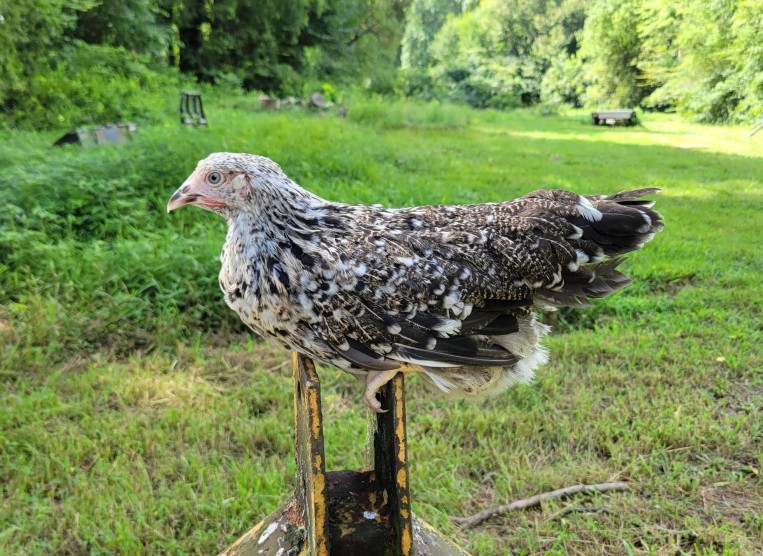 Young-Swedish-Flower-Hen-scaled-min