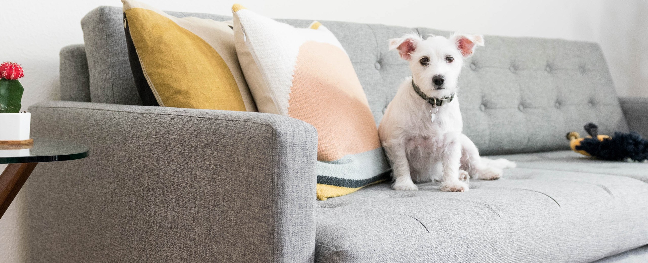 Velvet: A Surprisingly Pet Friendly Furniture Fabric – Janery