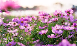 geburtsblume
