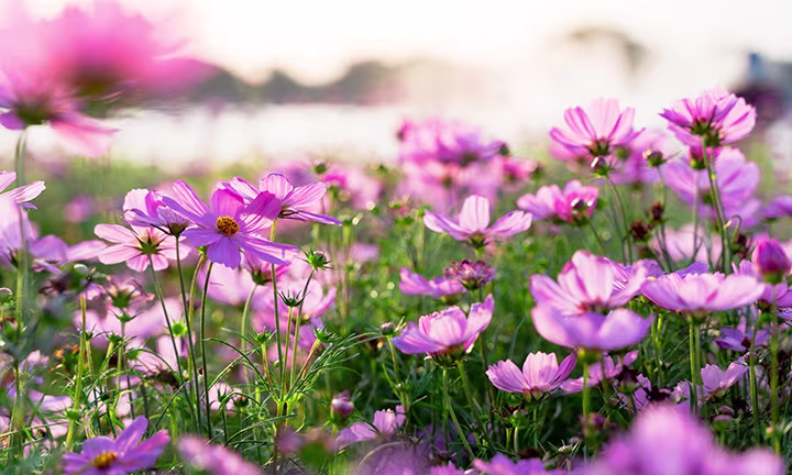 geburtsblume