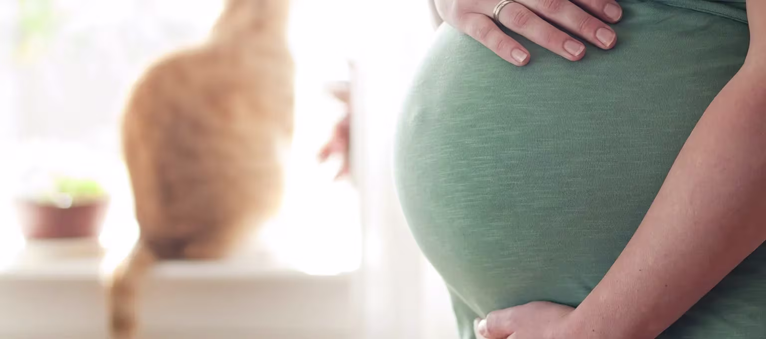 Toxoplasmose in der Schwangerschaft
