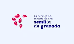 tamaño del feto a las 6 semanas