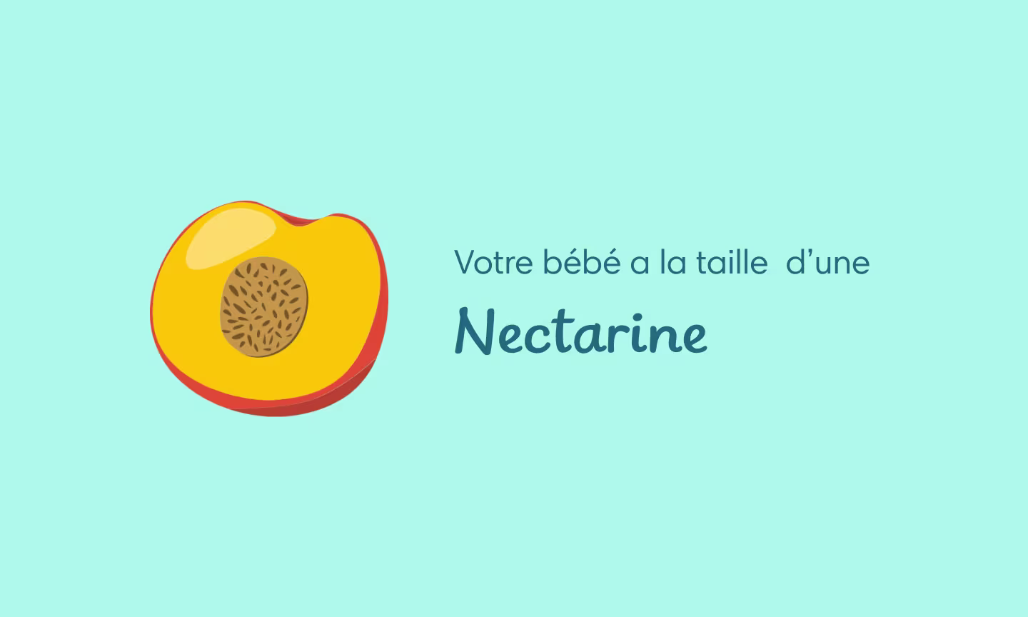 Illustration grossesse semaine 14 – bébé grimace et les traits du visage se précisent