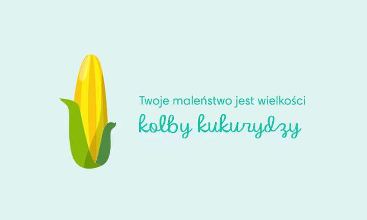 Porównanie wielkości dziecka w 24. tygodniu ciąży - Twoje dziecko ma wielkość kolby kukurydzy