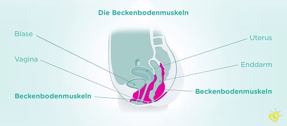 beckenbodentraining-Article Content Image Wo liegen die Beckenbodenmuskeln?