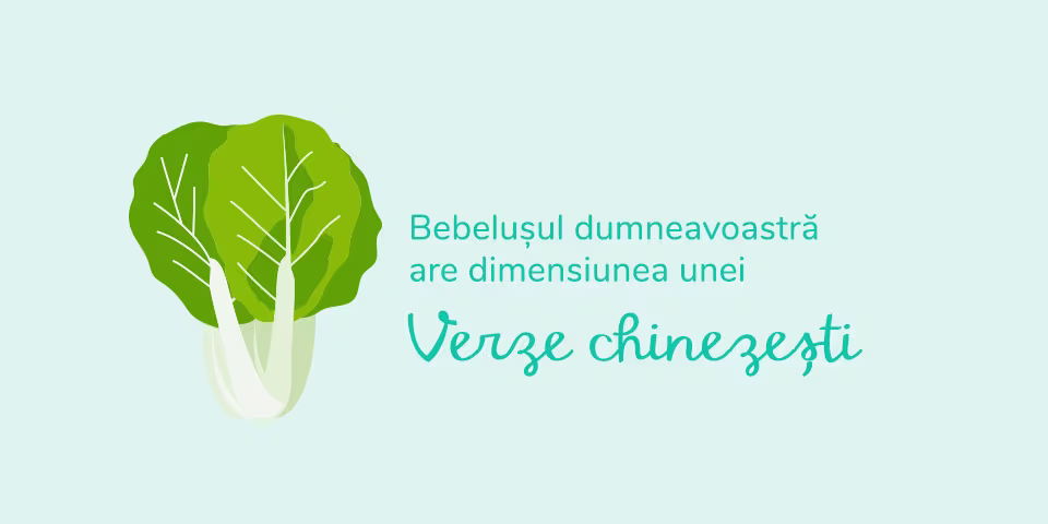Ilustrație cu o varză chinezească – Bebelușul dumneavoastră are dimensiunea unei verze chinezești