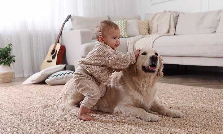 Hunde und Babys