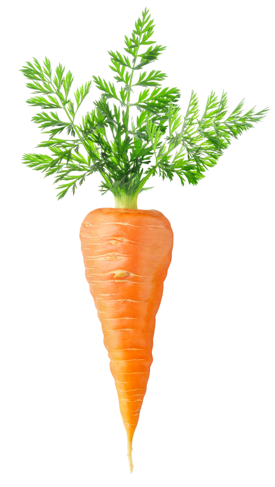 Carrot