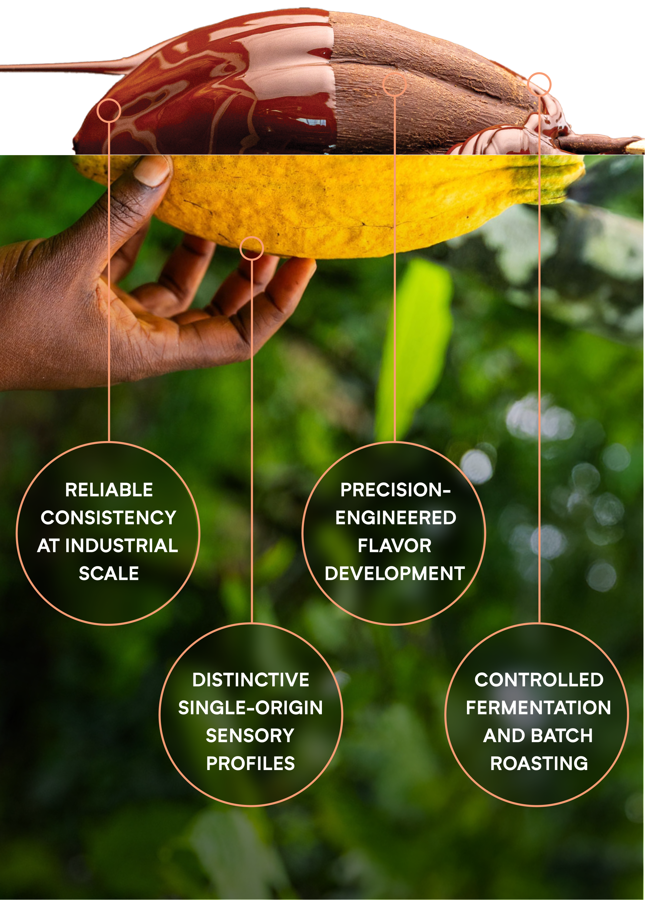 Cocoa Pod Splice   Mobile