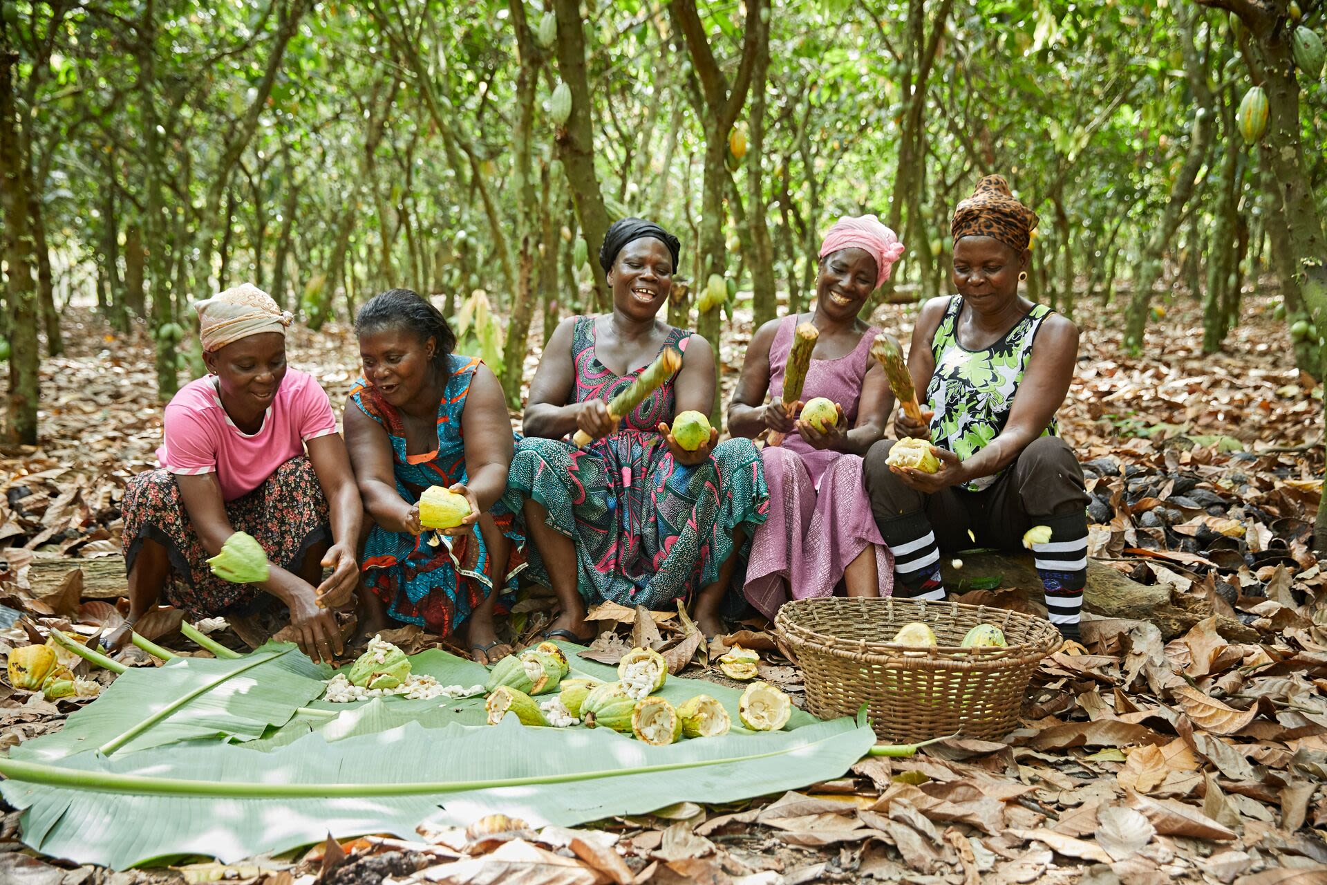 Dezaan Ghana Ladies Cocoa Pods 24345