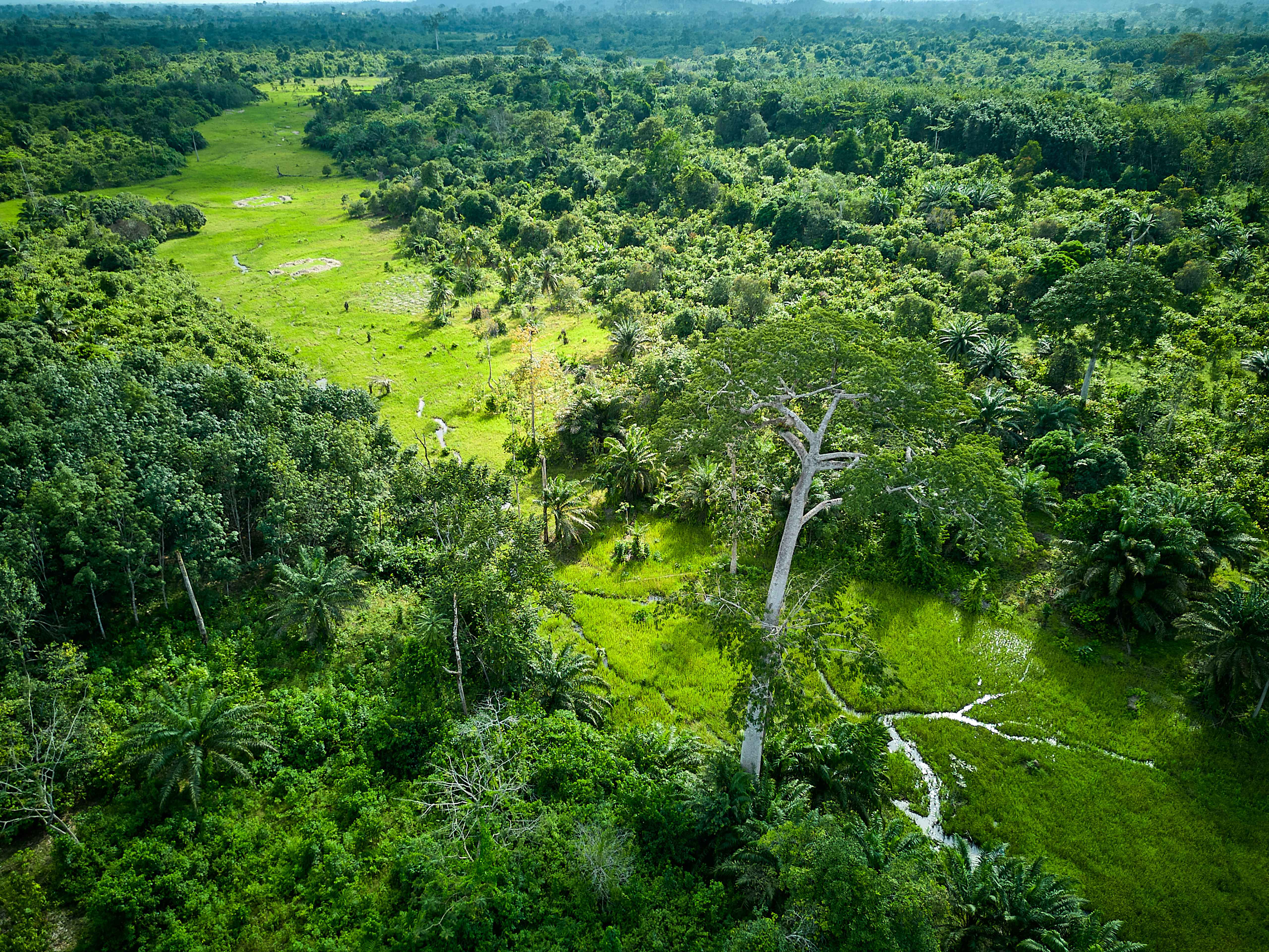 Webinar on our approach to EUDR in Cocoa photo