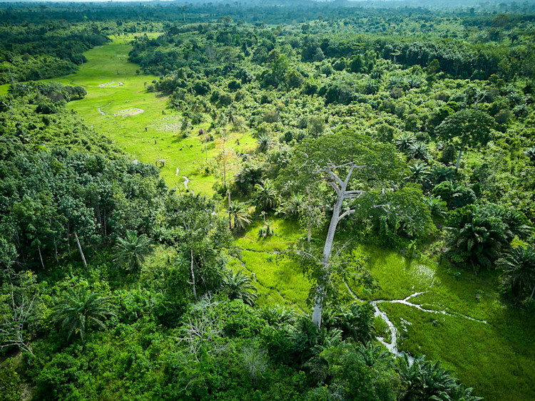 Webinar on our approach to EUDR in Cocoa photo