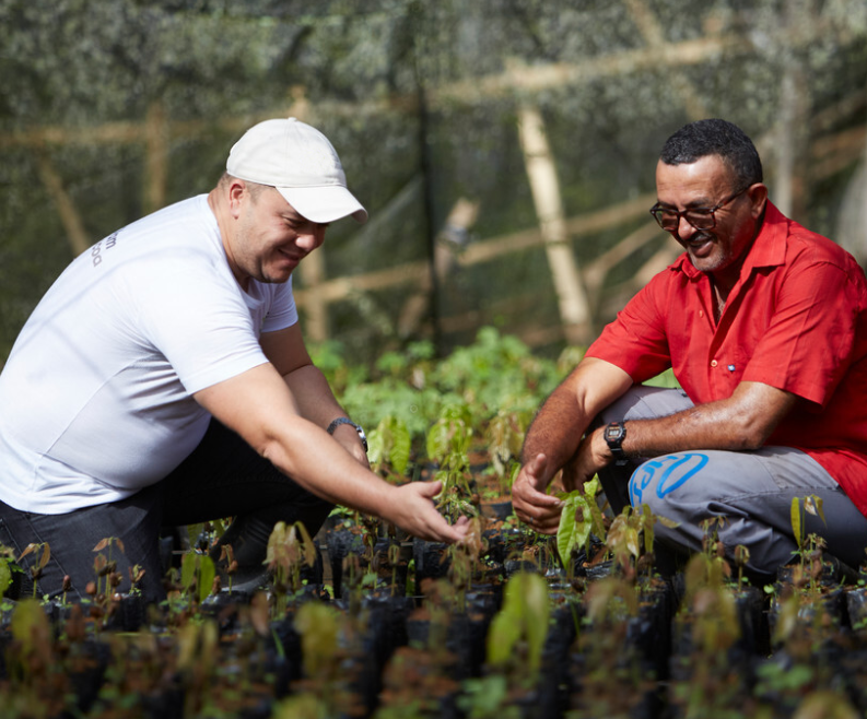 Two Men In A Feild Growing Cocoa Beans