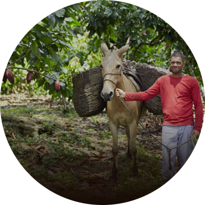 Man Leading A Donkey With Cocoa Beans Strapped To Its Back
