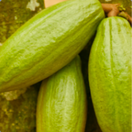 Cocoa Pods Upclose