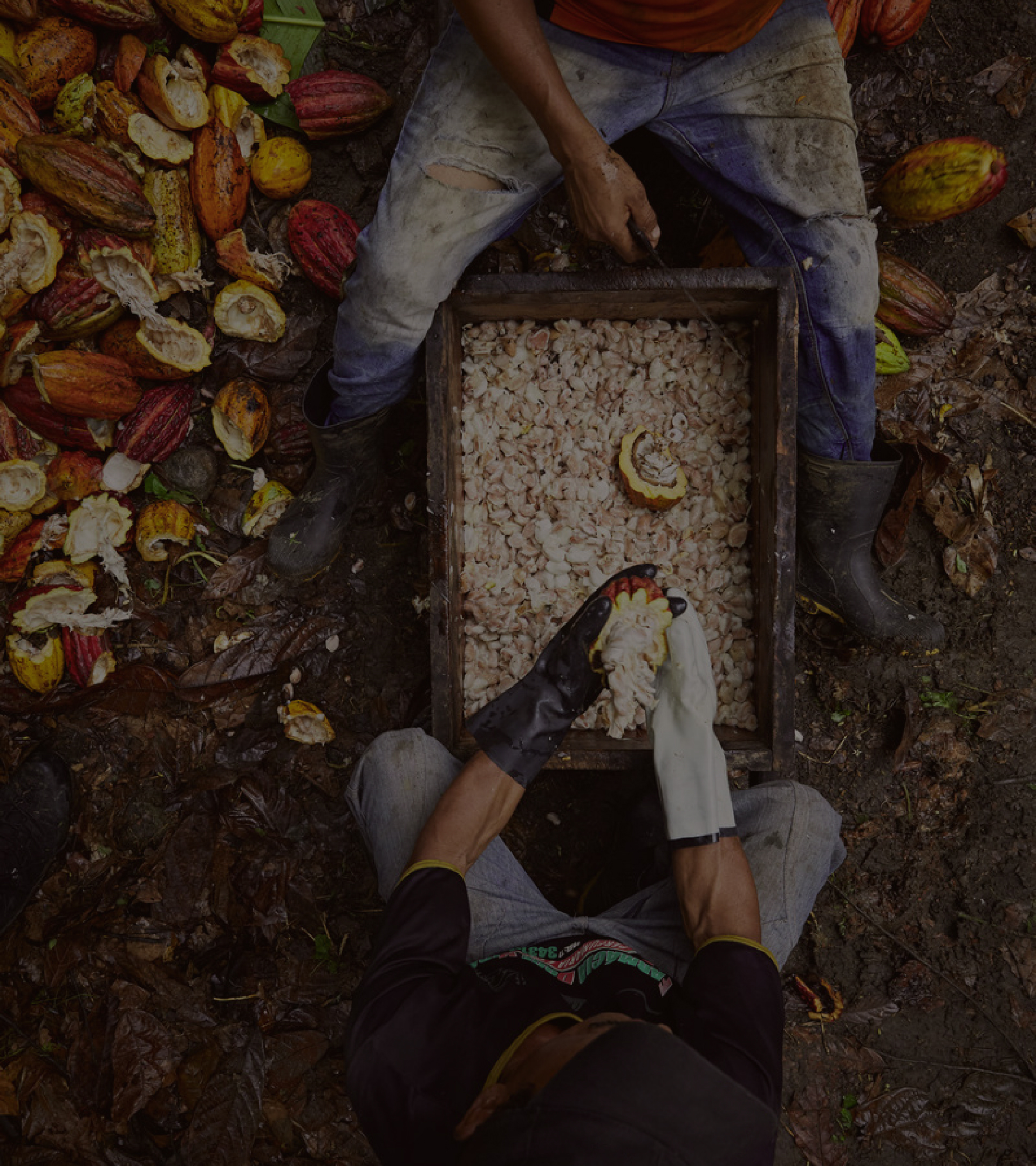Two Men Picking Cocoa Beans From A Tray