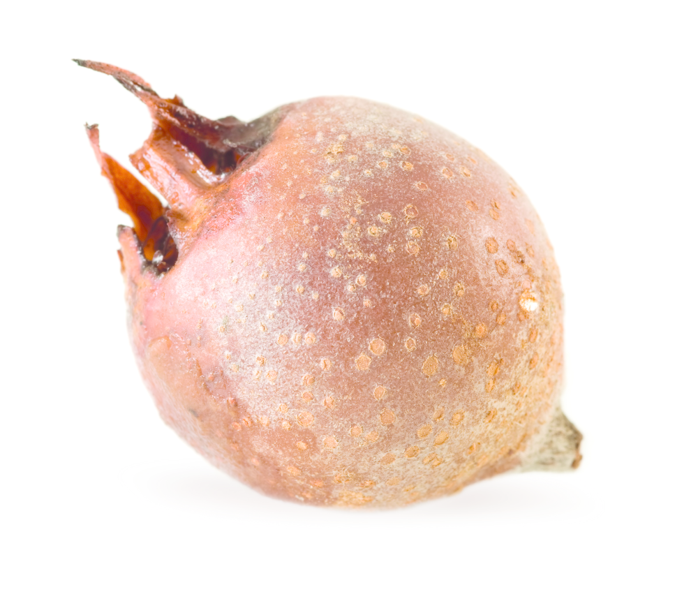 Medlar