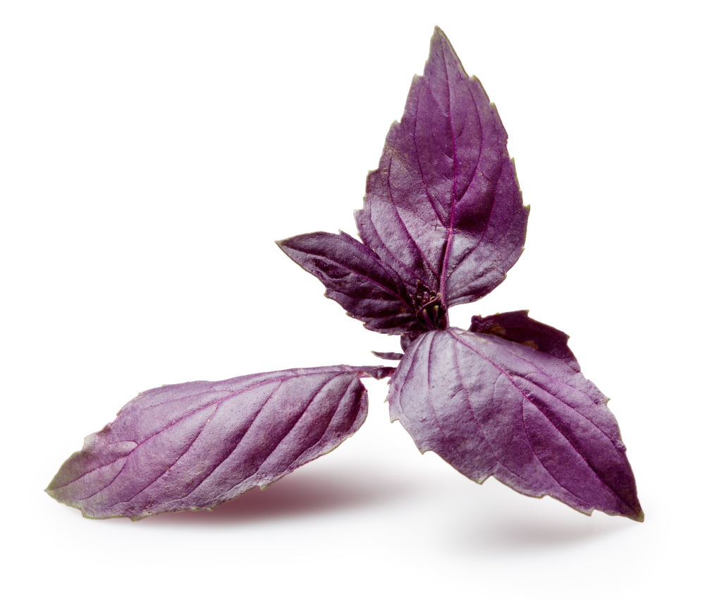 Purple Basil