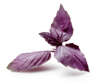 Violettes Basilikum