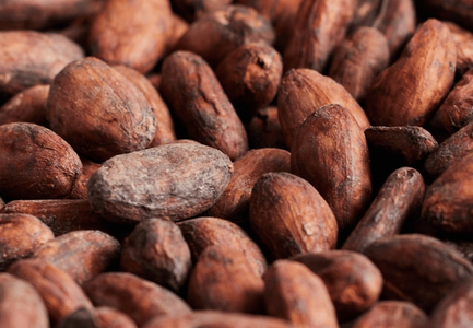 Cocoa Ingredients Production Process