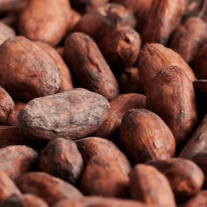 Cocoa Ingredients Production Process