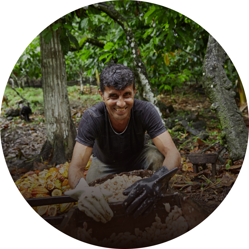 Crouching Smiling Man With Gloves On Picking Cocoa Beans From Leaves In A Bowl