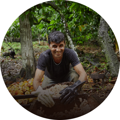 Crouching Smiling Man With Gloves On Picking Cocoa Beans From Leaves In A Bowl