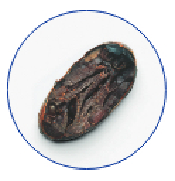 Properly Fermented Cocoa Bean 