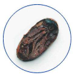 Properly Fermented Cocoa Bean