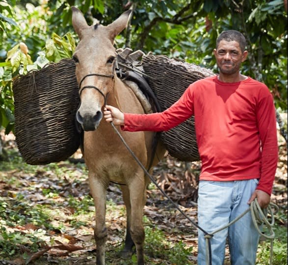 Cropped Farmer With Donkey