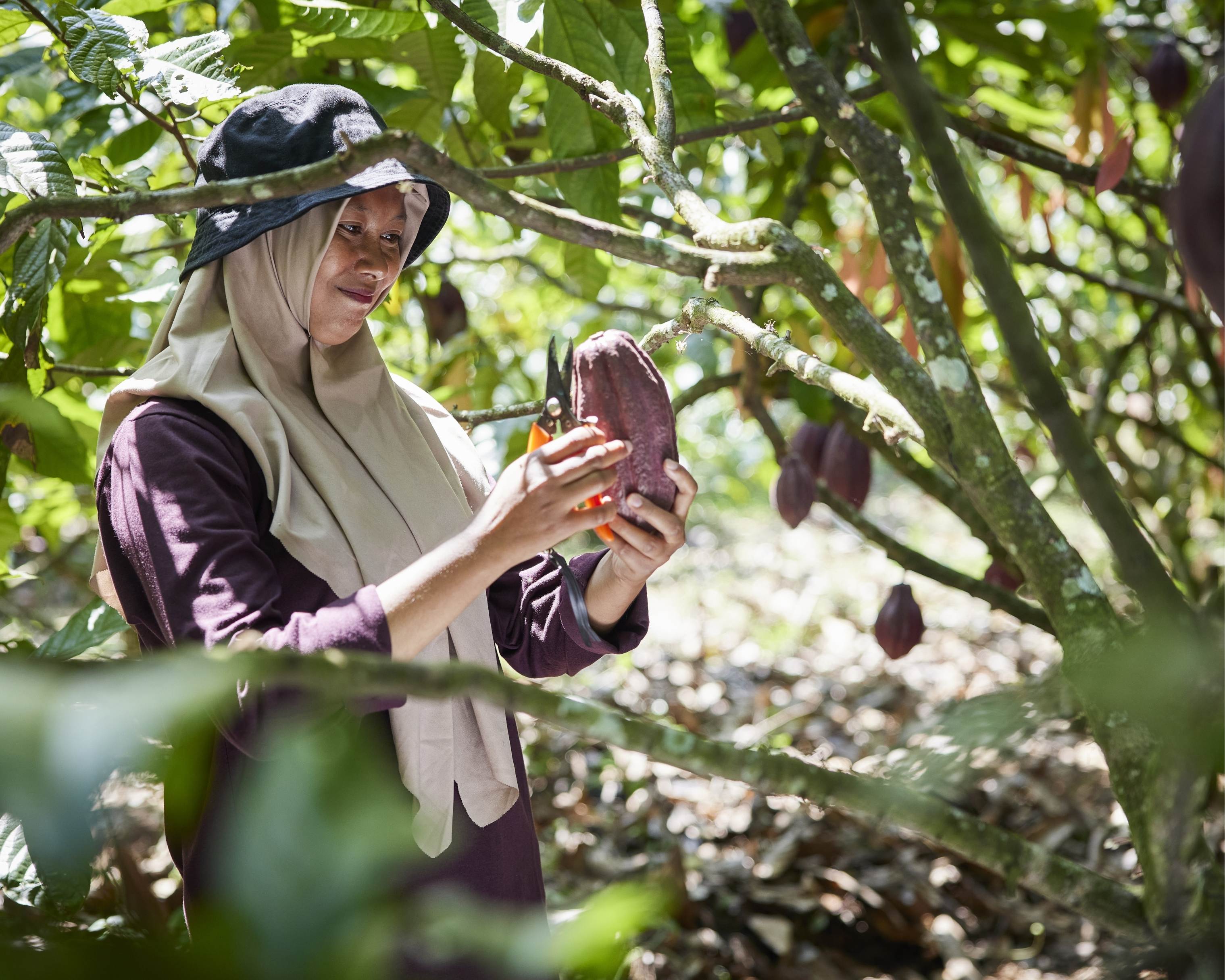 Confirming Cocoa Ingredient Sustainability And Supplier Fit For Industrial Manufacturers