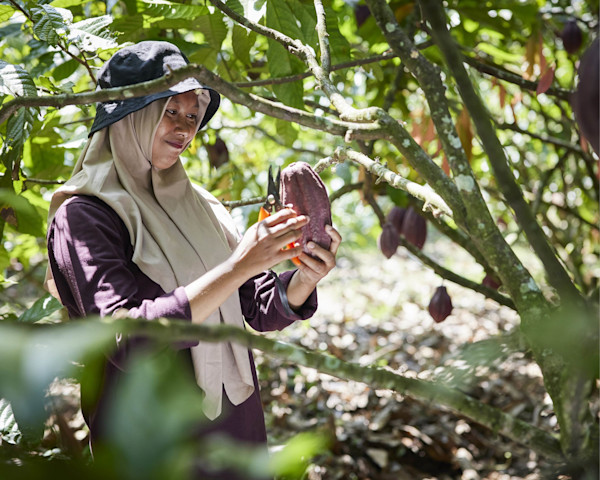 Confirming Cocoa Ingredient Sustainability And Supplier Fit For Industrial Manufacturers