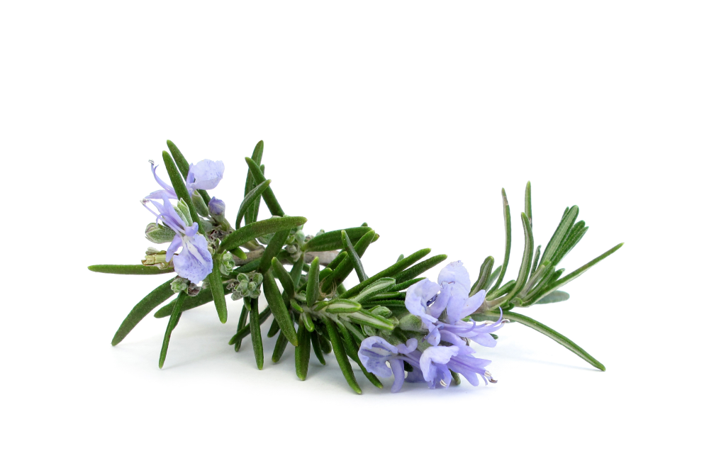 Rosemary